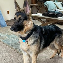 German Shepherds from Jescar Kennels