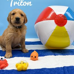 Golden Retriever Puppies from Nirvana Goldens