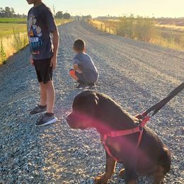 Rottweiler Puppies from Mickey's Rottweilers