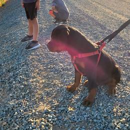 Rottweiler Puppies from Mickey's Rottweilers