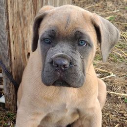 Cane Corso from Burlap N Lace Cane Corso's