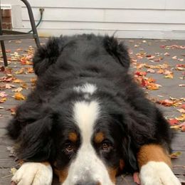 Bernese Mountain Dogs from Mom's B & B
