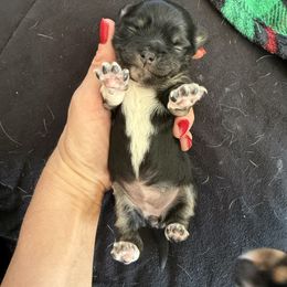 Girl 2 - Black and tan female Chihuahua puppy in Anoka, Minnesota from Anoka County MN AKC Chihuahuas