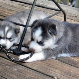 Siberian Husky Puppies from Carmona Kennels