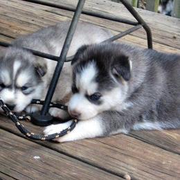 Siberian Husky Puppies from Carmona Kennels