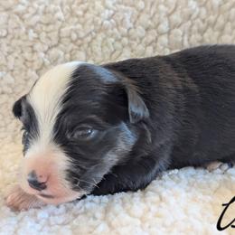 Isetta - Black tri female Toy Australian Shepherd puppy in Mountain Home, Idaho from LJK Boxers & Toy Aussies