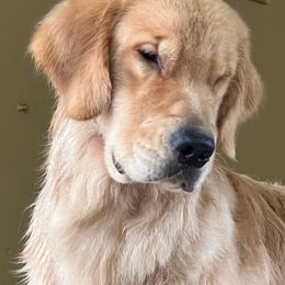 Peter - Golden Retriever