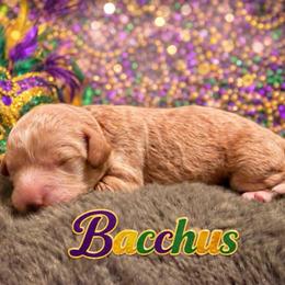Baccus - Apricot male Goldendoodle puppy in Covington, Louisiana from MyKy Puppies