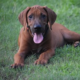 Bam Bam - Red wheaten male Rhodesian Ridgeback puppy in Lithia, Florida from Diamondcrest Inc