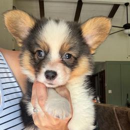 Boy 1 - Black and tan male Pembroke Welsh Corgi puppy in Clarksville, Tennessee from Cooler Farms Corgis