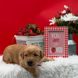 Red - Yellow female Labrador Retriever puppy in Heath Springs, South Carolina from Rich Hill Retrievers