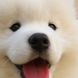 Samoyeds from High Lonesome