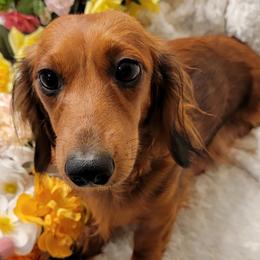 Dachshund Puppies from CLARK'S BREEDING PROGRAM