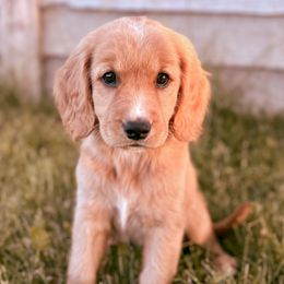 Annie - Companion Cross