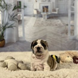 Bulldog Puppies from Sweet Rolls