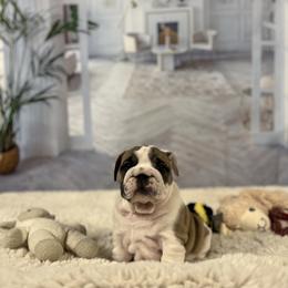 Bulldog Puppies from Sweet Rolls