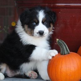 Australian Shepherd and Miniature Australian Shepherd Puppies from Canyon Creek Aussies