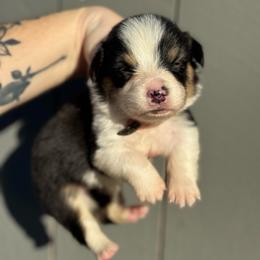 Baron - Black and tan male Pembroke Welsh Corgi puppy in East Oakdale, California from Rhettro Kennels
