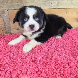 OG-4 - Black tri female Miniature Australian Shepherd puppy in Citra, Florida from Southpaw Herders LLC