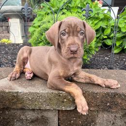 Daisy - Chocolate female Great Dane puppy in Corsica, Pennsylvania from Ferguson Family Danes LLC
