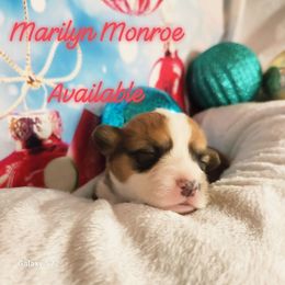 Marilyn Monroe - Red female Pembroke Welsh Corgi puppy in Louisburg, North Carolina from Lucky Penny Corgis