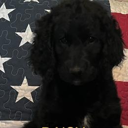 Goldendoodles from Oodles of Doodles
