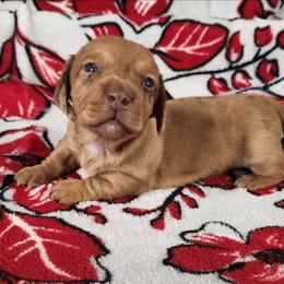 Holly - Dapple female Dachshund puppy in Anaconda, Montana from Williams Family Dachshunds