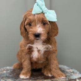 Mint collar DOLLY - Apricot female Goldendoodle puppy in Salem, Utah from Aspen Doodles Utah