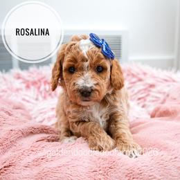 Rosalina - Apricot female Golden Aussiedoodle puppy in Hyrum, Utah from Goldendoodledoo Farms
