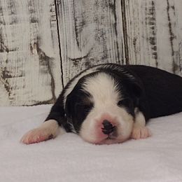 Girl 2 - Miniature Australian Shepherd puppy in Piedmont, Alabama from Dugger Mountain Aussies