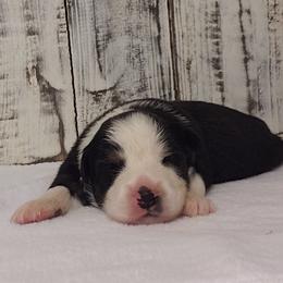 Girl 2 - Miniature Australian Shepherd puppy in Piedmont, Alabama from Dugger Mountain Aussies