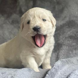 Girl pick 1 - Light golden female Golden Retriever puppy in Waterford, Pennsylvania from Living on Faiths Golden Retrievers