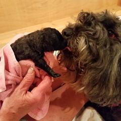 Bouvier des Flandres Puppies from Always Bouviers