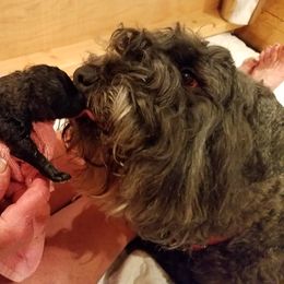 Bouvier des Flandres Puppies from Always Bouviers