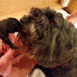 Bouvier des Flandres Puppies from Always Bouviers