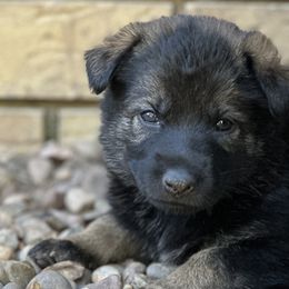 Girl 4 - Sable German Shepherd puppy in Little Rock, Arkansas from Vom Gonza German Shepherds