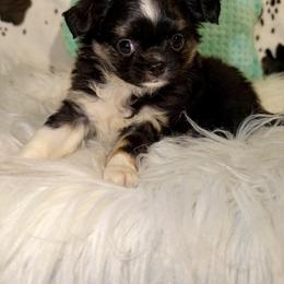 Tri longcoat - Black and tan male Chihuahua puppy in Newport, Kentucky from Chihuahua Casa