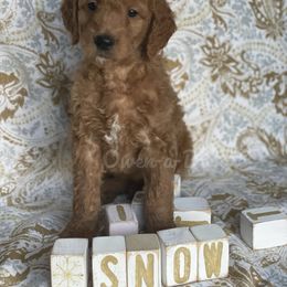 Goldendoodle Puppies from Owen-a-Doodle