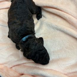 Myna (lt blue collar) - Brindle Poodle puppy in Greensboro, North Carolina from Joyful Poodles