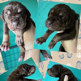 FOXY - Chocolate female Great Dane puppy in Wellsville, New York from Prophecy Danes