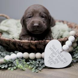 Labrador Retriever Puppies from AGL Retrievers