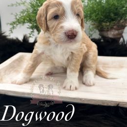 Aussiedoodle Puppies from Ridgeline Doodles