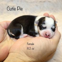 Cutie Pie - Black and white female Pomsky puppy in Denham Springs, Louisiana from Bayouland Pomskies