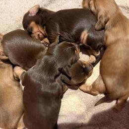 Dachshund puppies from Hutch Hounds