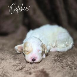 Boy 5 - male Bernedoodle puppy in Cleveland, Georgia from Jam's Doodles And Poodles