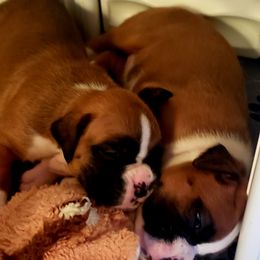 Boxer Puppies from Elevated Boxers