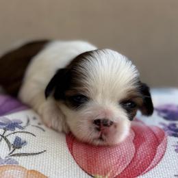 AKC-Rocky - Tricolor male Shih Tzu puppy in Paintsville, Kentucky from Molly B's ShihTzus