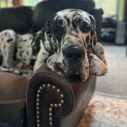Great Dane puppies from R&R Breeding and Pet Care