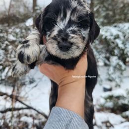 Peppermint Bark - Merle male Goldendoodle puppy in Pennsylvania from Pennsylvanian Puppies