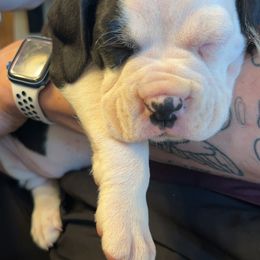 Boxer Puppies from House of boxers